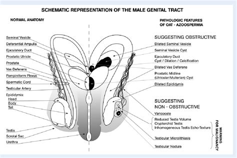 dick pictures|Male Genitalia Pictures, Anatomy & Diagram 